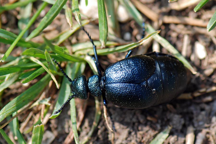 Meloidae: Meloe (Eurymeloe) brevicollis